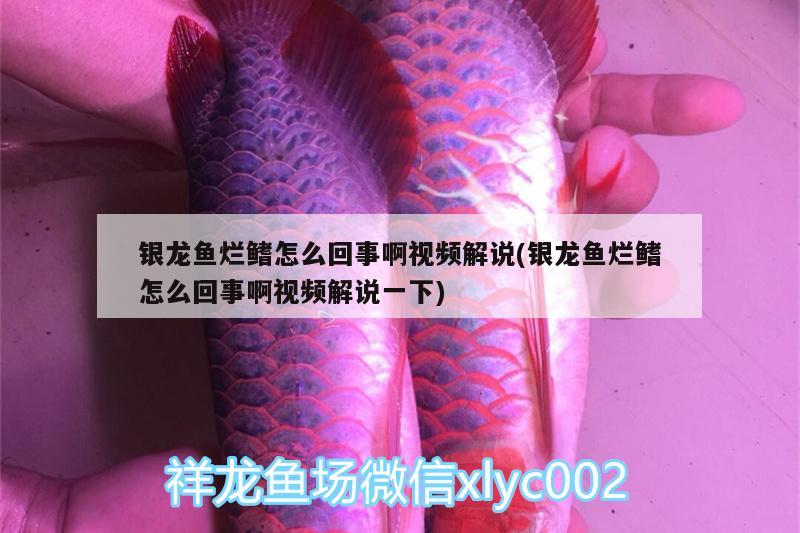 銀龍魚爛鰭怎么回事啊視頻解說(shuō)(銀龍魚爛鰭怎么回事啊視頻解說(shuō)一下) 銀龍魚