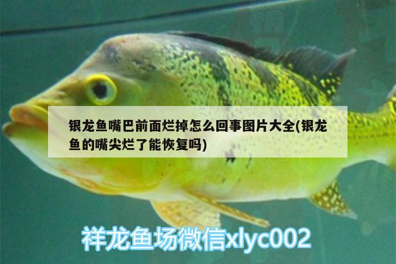 銀龍魚嘴巴前面爛掉怎么回事圖片大全(銀龍魚的嘴尖爛了能恢復嗎)