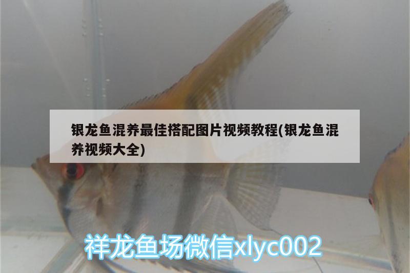 銀龍魚混養(yǎng)最佳搭配圖片視頻教程(銀龍魚混養(yǎng)視頻大全) 銀龍魚