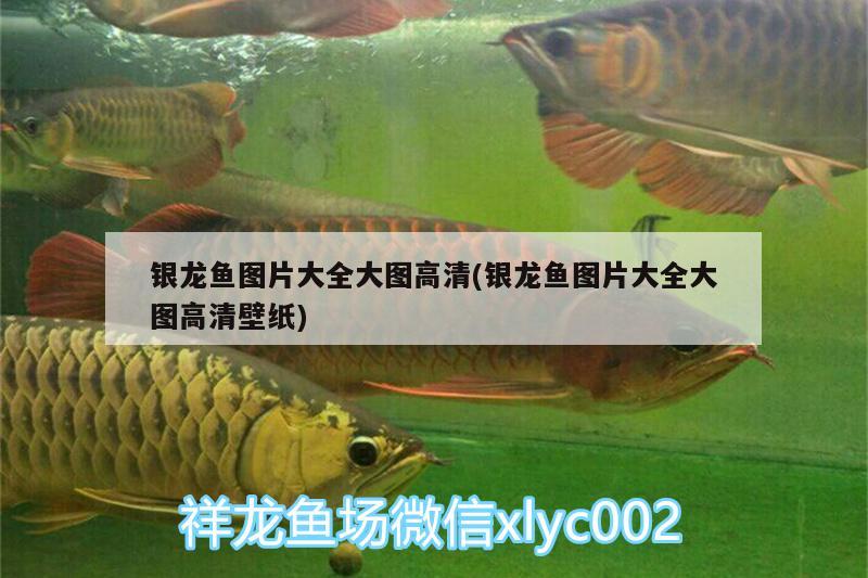 銀龍魚圖片大全大圖高清(銀龍魚圖片大全大圖高清壁紙)