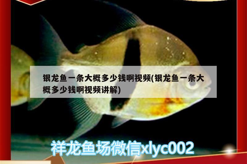 銀龍魚一條大概多少錢啊視頻(銀龍魚一條大概多少錢啊視頻講解) 銀龍魚 第2張