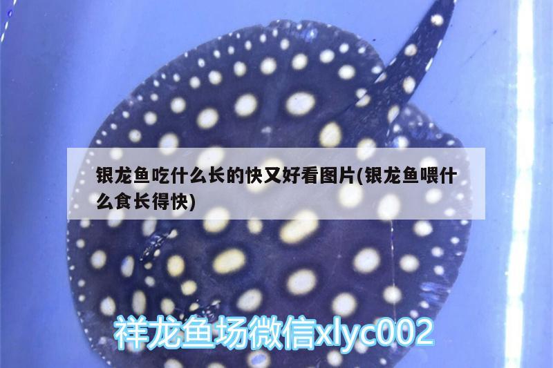 銀龍魚吃什么長(zhǎng)的快又好看圖片(銀龍魚喂什么食長(zhǎng)得快)