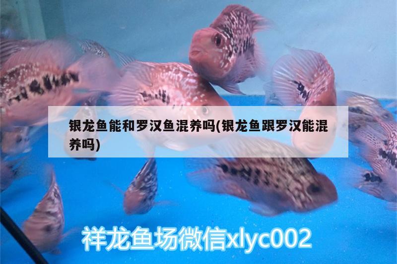 銀龍魚能和羅漢魚混養(yǎng)嗎(銀龍魚跟羅漢能混養(yǎng)嗎) 羅漢魚