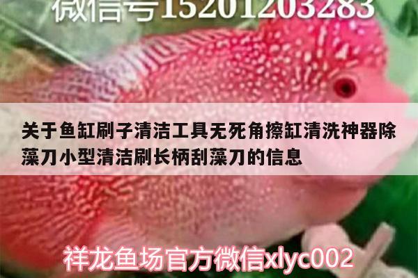 關(guān)于魚缸刷子清潔工具無死角擦缸清洗神器除藻刀小型清潔刷長柄刮藻刀的信息 廣州水族器材濾材批發(fā)市場(chǎng)