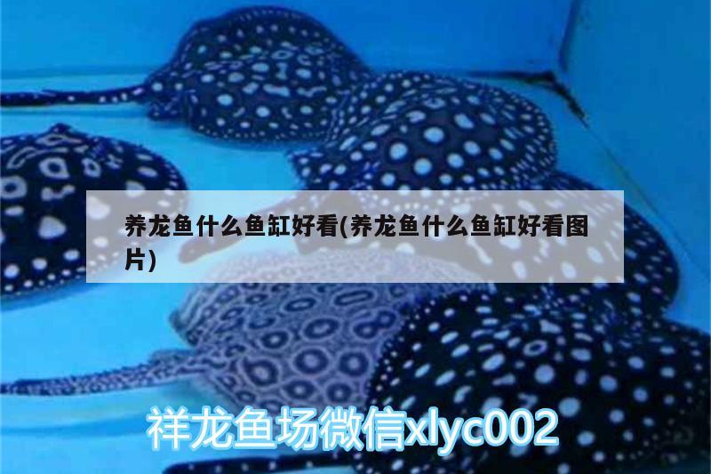 養(yǎng)龍魚什么魚缸好看(養(yǎng)龍魚什么魚缸好看圖片) 魟魚百科