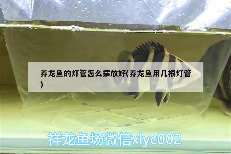 養(yǎng)龍魚的燈管怎么擺放好(養(yǎng)龍魚用幾根燈管)