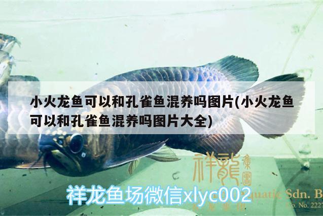 小火龍魚可以和孔雀魚混養(yǎng)嗎圖片(小火龍魚可以和孔雀魚混養(yǎng)嗎圖片大全)