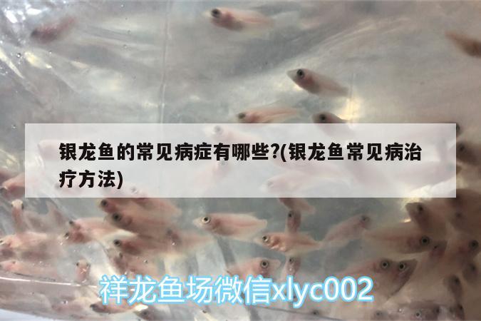 銀龍魚(yú)的常見(jiàn)病癥有哪些?(銀龍魚(yú)常見(jiàn)病治療方法)