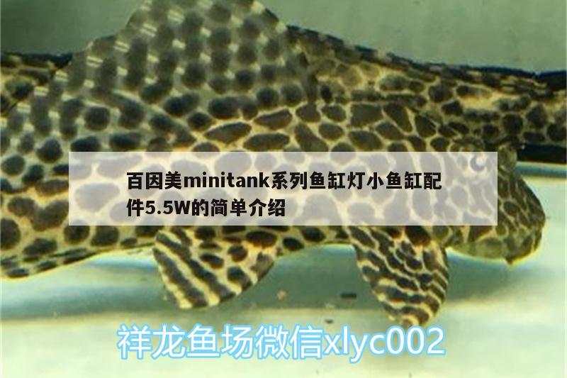 百因美m(xù)initank系列魚(yú)缸燈小魚(yú)缸配件5.5W的簡(jiǎn)單介紹 廣州水族器材濾材批發(fā)市場(chǎng)