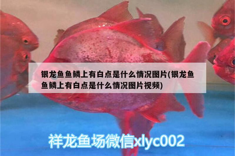 銀龍魚魚鱗上有白點是什么情況圖片(銀龍魚魚鱗上有白點是什么情況圖片視頻)