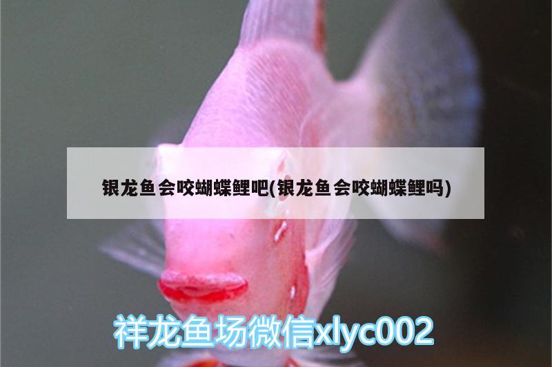 銀龍魚(yú)會(huì)咬蝴蝶鯉吧(銀龍魚(yú)會(huì)咬蝴蝶鯉嗎)