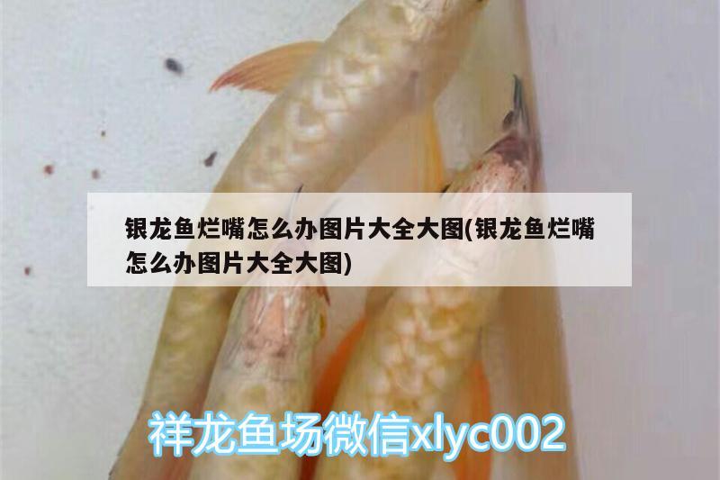 銀龍魚爛嘴怎么辦圖片大全大圖(銀龍魚爛嘴怎么辦圖片大全大圖) 銀龍魚