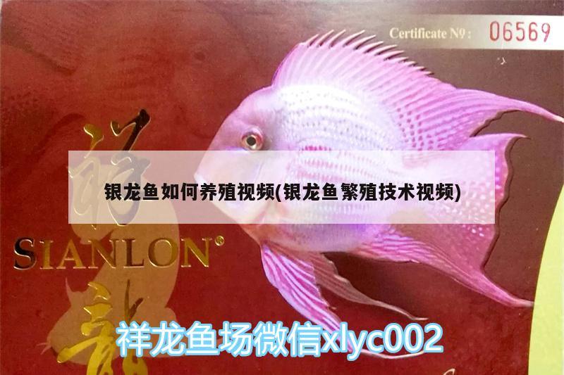 銀龍魚如何養(yǎng)殖視頻(銀龍魚繁殖技術(shù)視頻) 銀龍魚