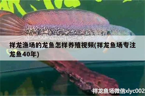 祥龍漁場的龍魚怎樣養(yǎng)殖視頻(祥龍魚場專注龍魚40年) 祥龍魚場