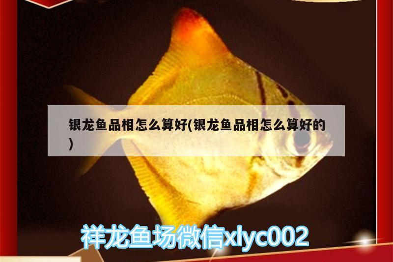 銀龍魚品相怎么算好(銀龍魚品相怎么算好的) 銀龍魚百科