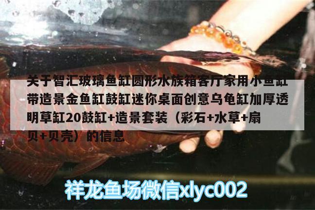 關(guān)于智匯玻璃魚缸圓形水族箱客廳家用小魚缸帶造景金魚缸鼓缸迷你桌面創(chuàng)意烏龜缸加厚透明草缸20鼓缸+造景套裝（彩石+水草+扇貝+貝殼）的信息 烏龜