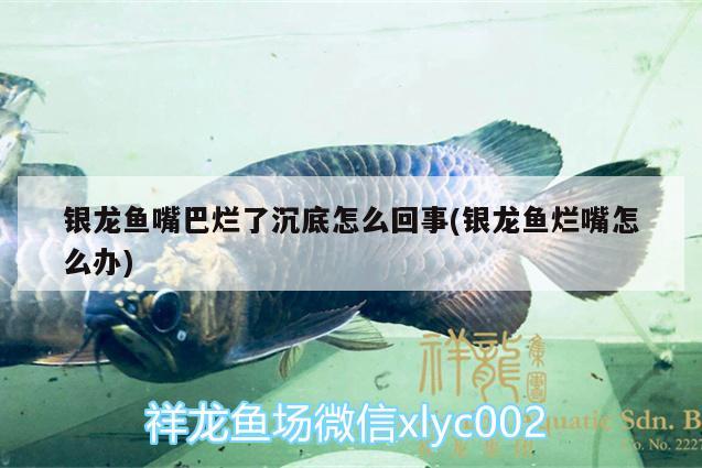 銀龍魚嘴巴爛了沉底怎么回事(銀龍魚爛嘴怎么辦)