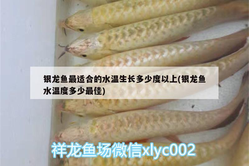 銀龍魚最適合的水溫生長(zhǎng)多少度以上(銀龍魚水溫度多少最佳)