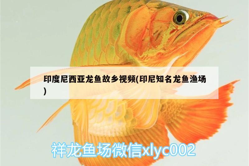 印度尼西亞龍魚故鄉(xiāng)視頻(印尼知名龍魚漁場(chǎng))