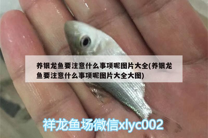 養(yǎng)銀龍魚要注意什么事項(xiàng)呢圖片大全(養(yǎng)銀龍魚要注意什么事項(xiàng)呢圖片大全大圖) 銀龍魚