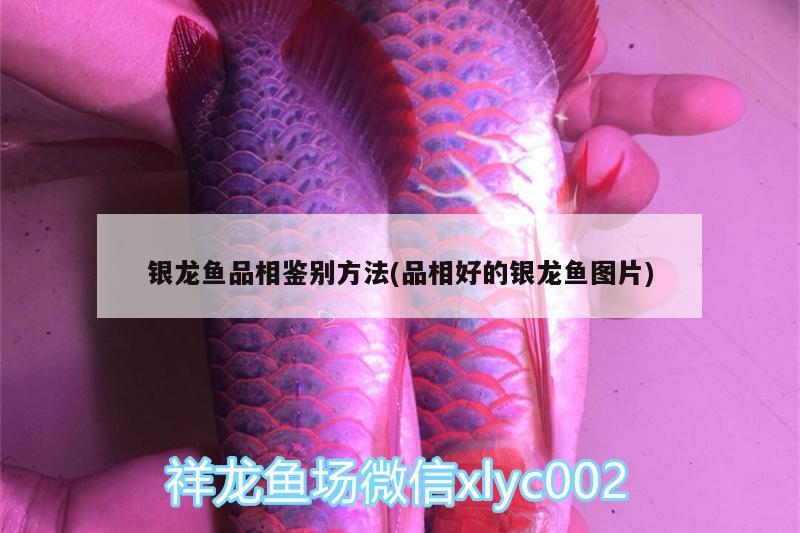 銀龍魚品相鑒別方法(品相好的銀龍魚圖片)