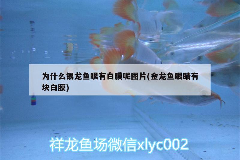 為什么銀龍魚(yú)眼有白膜呢圖片(金龍魚(yú)眼睛有塊白膜) 銀龍魚(yú)