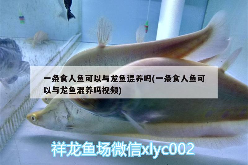 一條食人魚(yú)可以與龍魚(yú)混養(yǎng)嗎(一條食人魚(yú)可以與龍魚(yú)混養(yǎng)嗎視頻) 食人魚(yú)（水虎）