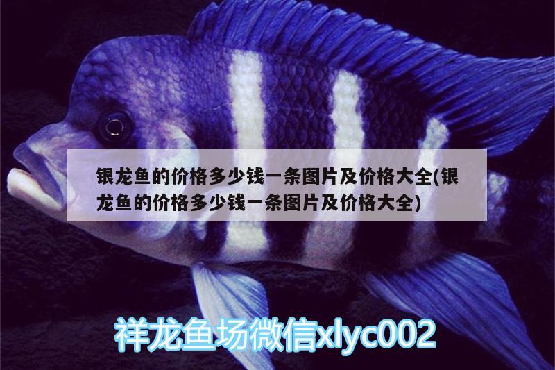 銀龍魚的價格多少錢一條圖片及價格大全(銀龍魚的價格多少錢一條圖片及價格大全)