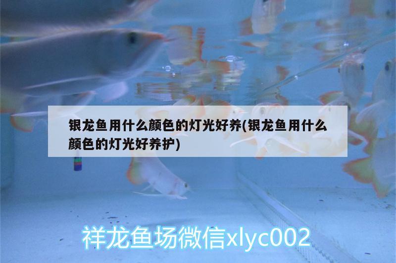 銀龍魚用什么顏色的燈光好養(yǎng)(銀龍魚用什么顏色的燈光好養(yǎng)護(hù)) 銀龍魚