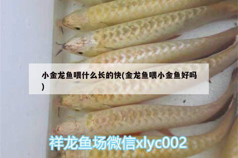 小金龍魚(yú)喂什么長(zhǎng)的快(金龍魚(yú)喂小金魚(yú)好嗎)