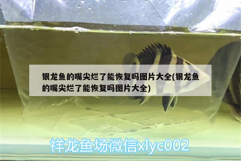 銀龍魚的嘴尖爛了能恢復(fù)嗎圖片大全(銀龍魚的嘴尖爛了能恢復(fù)嗎圖片大全)