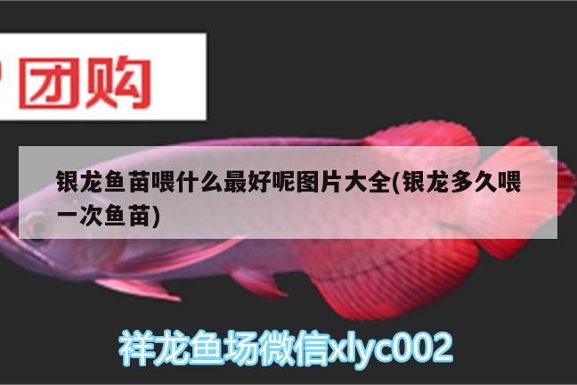 銀龍魚苗喂什么最好呢圖片大全(銀龍多久喂一次魚苗)