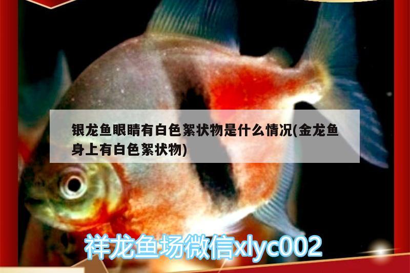 銀龍魚眼睛有白色絮狀物是什么情況(金龍魚身上有白色絮狀物) 銀龍魚百科