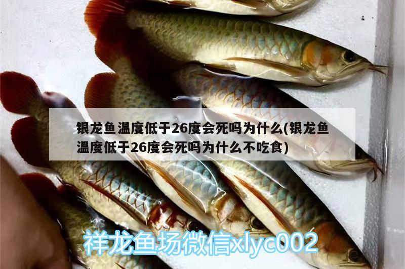 銀龍魚溫度低于26度會死嗎為什么(銀龍魚溫度低于26度會死嗎為什么不吃食)