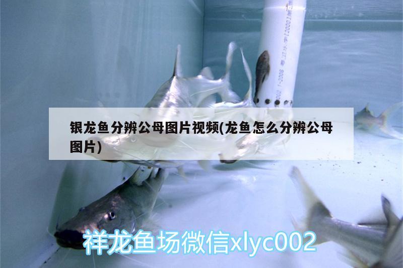 銀龍魚分辨公母圖片視頻(龍魚怎么分辨公母圖片)