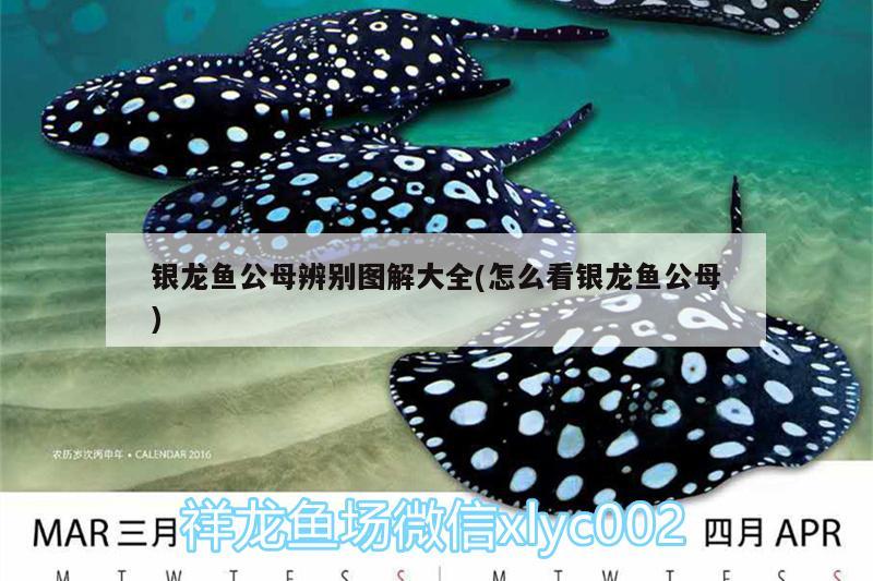 銀龍魚(yú)公母辨別圖解大全(怎么看銀龍魚(yú)公母) 銀龍魚(yú)百科