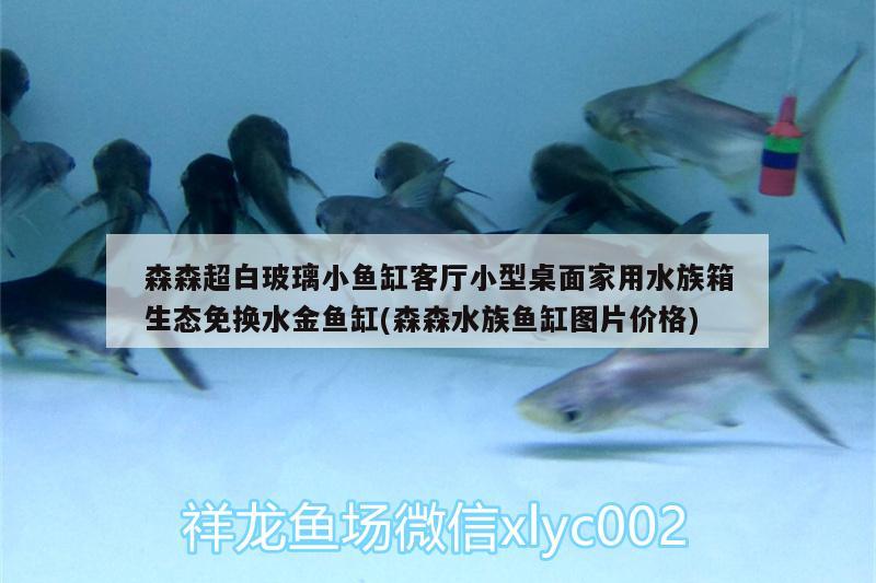 森森超白玻璃小魚缸客廳小型桌面家用水族箱生態(tài)免換水金魚缸(森森水族魚缸圖片價格) 魚缸/水族箱