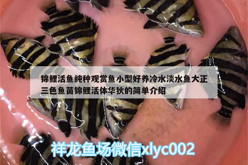 錦鯉活魚純種觀賞魚小型好養(yǎng)冷水淡水魚大正三色魚苗錦鯉活體華狄的簡(jiǎn)單介紹 廣州水族器材濾材批發(fā)市場(chǎng)