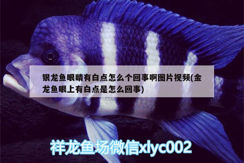 銀龍魚眼睛有白點怎么個回事啊圖片視頻(金龍魚眼上有白點是怎么回事) 銀龍魚百科