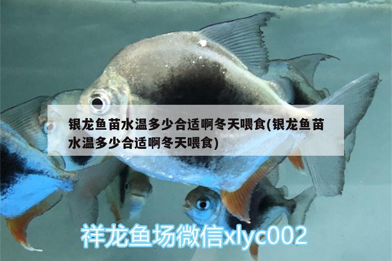 銀龍魚苗水溫多少合適啊冬天喂食(銀龍魚苗水溫多少合適啊冬天喂食) 銀龍魚百科 第1張