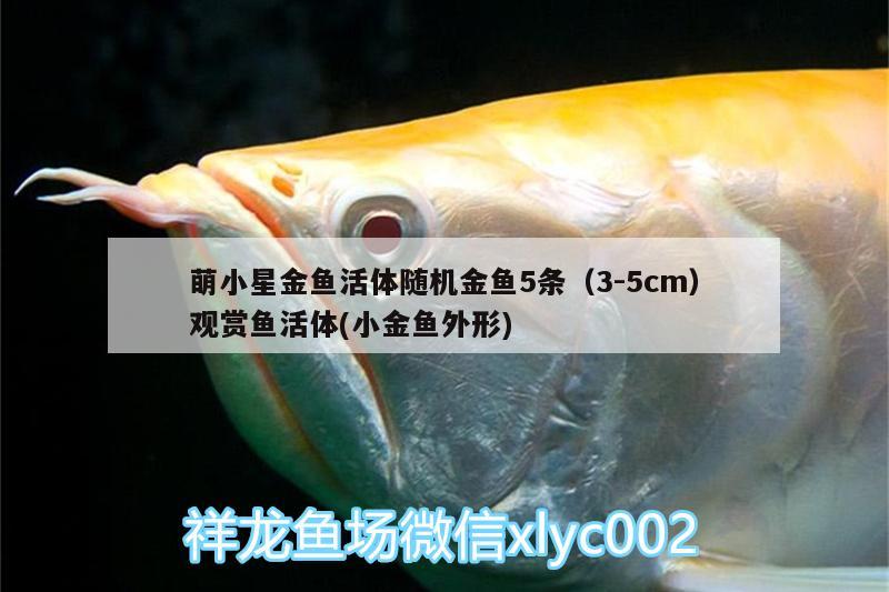 萌小星金魚活體隨機(jī)金魚5條（3-5cm）觀賞魚活體(小金魚外形) 廣州水族器材濾材批發(fā)市場