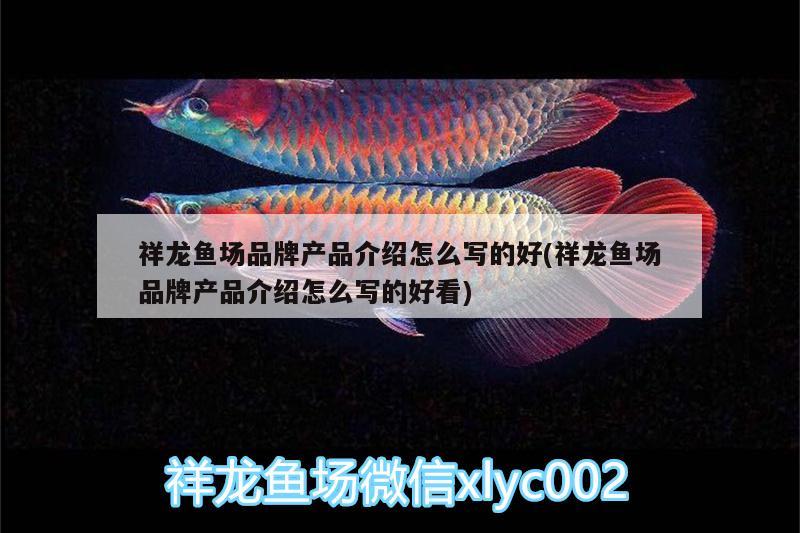 祥龍魚場品牌產(chǎn)品介紹怎么寫的好(祥龍魚場品牌產(chǎn)品介紹怎么寫的好看) 祥龍魚場