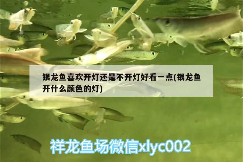 銀龍魚喜歡開燈還是不開燈好看一點(銀龍魚開什么顏色的燈) 銀龍魚百科