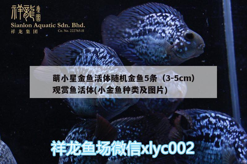 萌小星金魚活體隨機金魚5條（3-5cm）觀賞魚活體(小金魚種類及圖片)