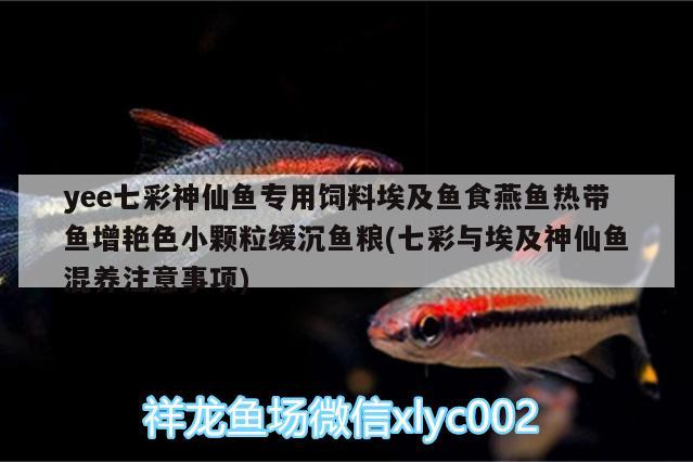 yee七彩神仙魚專用飼料埃及魚食燕魚熱帶魚增艷色小顆粒緩沉魚糧(七彩與埃及神仙魚混養(yǎng)注意事項(xiàng))