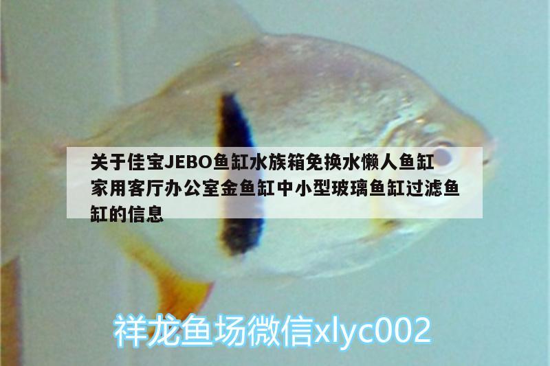 關(guān)于佳寶JEBO魚缸水族箱免換水懶人魚缸家用客廳辦公室金魚缸中小型玻璃魚缸過(guò)濾魚缸的信息