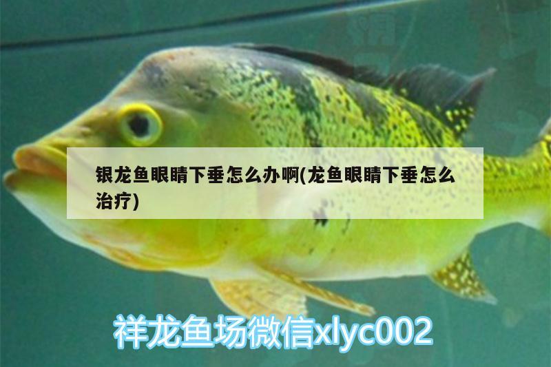 銀龍魚眼睛下垂怎么辦啊(龍魚眼睛下垂怎么治療) 銀龍魚