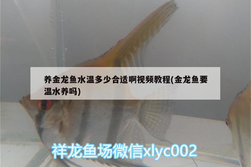 養(yǎng)金龍魚水溫多少合適啊視頻教程(金龍魚要溫水養(yǎng)嗎)