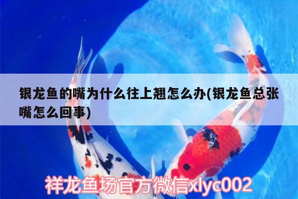 銀龍魚的嘴為什么往上翹怎么辦(銀龍魚總張嘴怎么回事) 銀龍魚