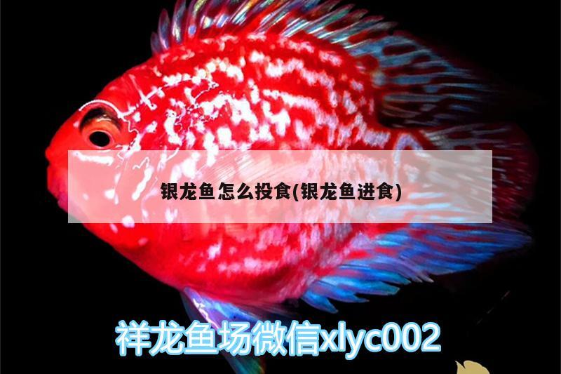 銀龍魚怎么投食(銀龍魚進(jìn)食) 銀龍魚百科